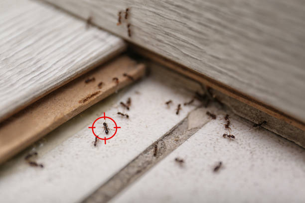 Best Affordable Pest Control Services  in Beverly Hills, MI